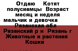 Отдаю!!! Котят полусиамцы) Возраст месяц и неделя мальчик и девочка !!!! - Рязанская обл., Рязанский р-н, Рязань г. Животные и растения » Кошки   